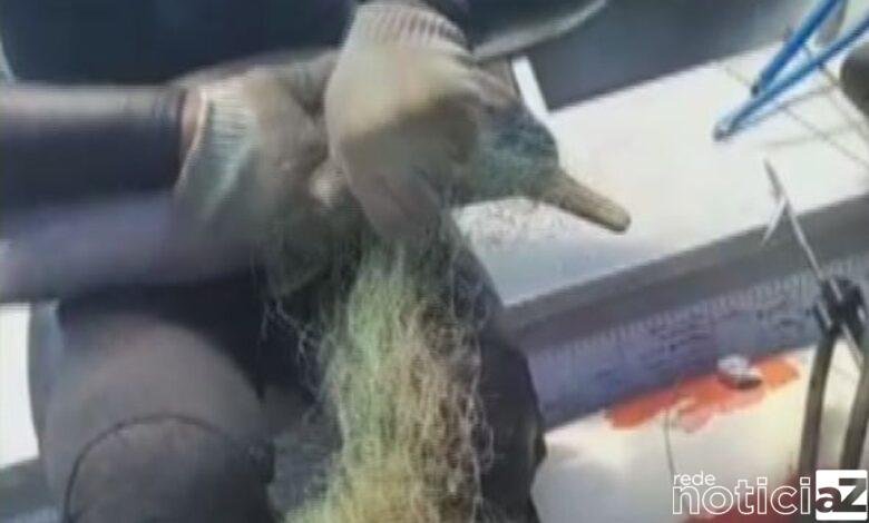 Golfinho é salvo por pescador; volta ao mar e ganha beijo