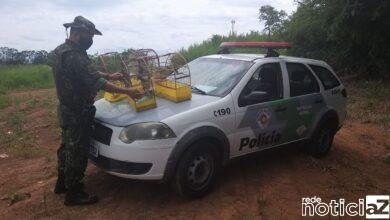 Pássaros silvestres em gaiolas rende multa e apreensão