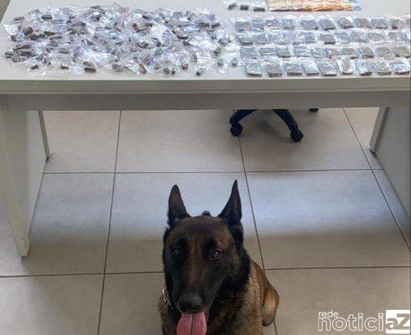 VÍDEO - Patrulhamento com cães de Jundiaí apreende 262 porções de drogas