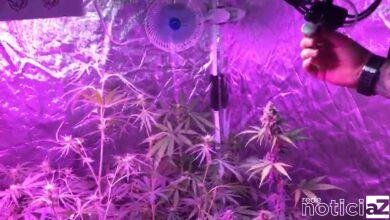 A Dise de Jundiaí descobriu dois laboratórios na cidade que cultivavam a maconha com algo grau de sofisticação onde a venda era feita somente pela internet. Um tipo de tráfico