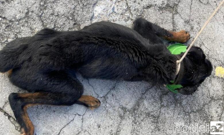 Cães vítimas de maus tratos são resgatados