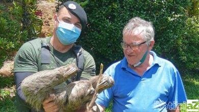 Preguiça é resgatada em chácara de Jundiaí