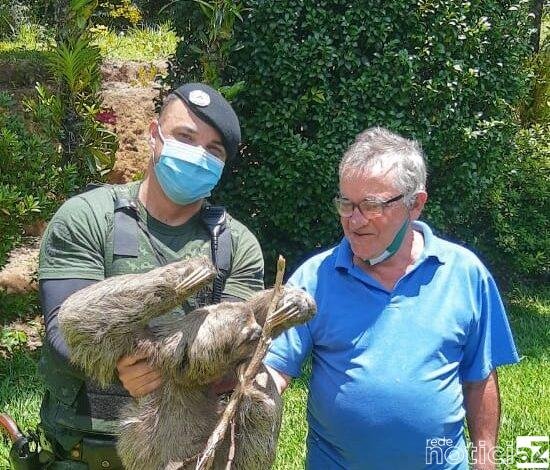 Preguiça é resgatada em chácara de Jundiaí