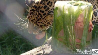 Sorvete é servido aos animais da Mata Ciliar