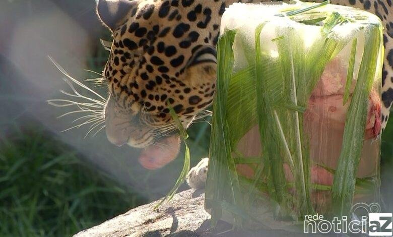 Sorvete é servido aos animais da Mata Ciliar
