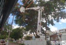 Após reclamação sobre árvore, CPFL faz a poda em Jundiaí