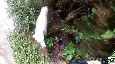 VÍDEO - Cão é resgatado da margem de um córrego em Várzea Paulista