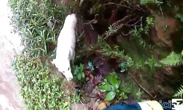 VÍDEO - Cão é resgatado da margem de um córrego em Várzea Paulista