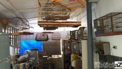 Criador multado em mais de R$14 mil mantinha pássaros em cativeiro