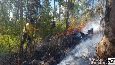 Incêndio é combatido pela Divisão Florestal