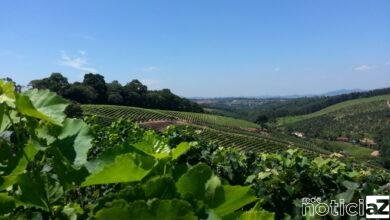 O PDL nasceu da análise do Plano de Desenvolvimento Turístico Regional, elaborado em parceria entre o SENAC-SP e os municípios. Jundiaí participou ativamente desse estudo. O Plano apontou a necessidade do fortalecimento da Governança, que reunirá representantes da iniciativa privada e da administração pública. O PDL dará o suporte para a organização da governança, visando ao gerenciamento das ações do Circuito das Frutas. O mapeamento realizado para a elaboração do Plano de Desenvolvimento em parceria com o SENAC apontou que atualmente, a região do Circuito conta com mais de 200 atrativos de turismo rural, 1.600 empresas de alimentação, 170 empreendimentos de hospedagem e mais de 400 atrativos em outros segmentos (culturais, naturais, históricos, pedagógicos. O Circuito das Frutas sempre foi um grande destino turístico. “Antes do início da pandemia, o Circuito atraía aproximadamente 2 milhões de turistas por ano para os atrativos relacionados ao Turismo Rural em nossa região”, lembra Marcela. PDL Na última segunda-feira (23), Jundiaí também aderiu ao PDL (Programa de Desenvolvimento Local), do Sebrae, que permitirá, a partir de um diagnóstico das principais vocações econômicas da cidade, fomentar setores e qualificar os micro e pequenos negócios em Jundiaí. Após o diagnóstico, serão realizadas uma série de ações na forma de programas técnicos, projetos e atividades de apoio aos microempreendedores individuais (MEI), às microempresas (ME) e às empresas de pequeno porte (EPP), com vistas ao fomento da economia local. Ao todo, o investimento do Sebrae neste projeto é de R$ 1.846.931,00, sem qualquer contrapartida financeira para a Prefeitura. O PDL faz parte do programa Jundiaí Empreendedora, criado para diminuir, no âmbito econômico, os reflexos negativos na pandemia da Covid-19. Participam desse trabalho, além da Prefeitura e do Sebrae, a chamada Governança, que conta com diferentes organizações da sociedade civil. A assinatura de declaração de adesão ocorreu no Paço Municipal, na presença de autoridades e gestores.