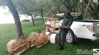 Policiais Ambientais soltam aves silvestres na natureza