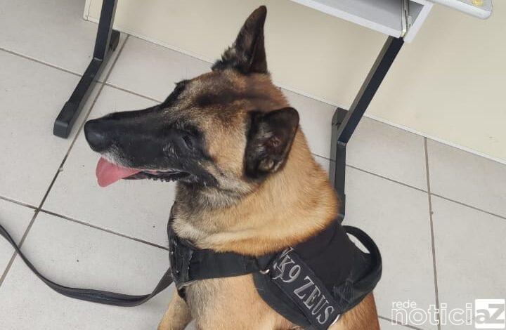 Cão da GM encontra drogas no São Camilo