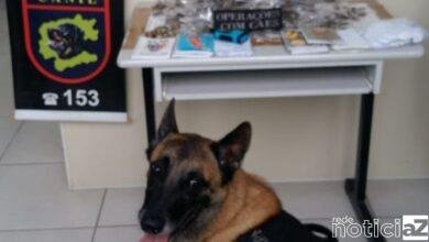 Canil da GM ajuda na apreensão de drogas