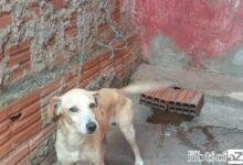 Polícia Ambiental multa mulher por maus tratos