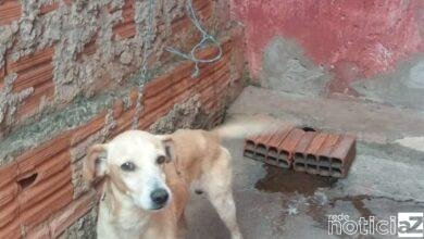 Polícia Ambiental multa mulher por maus tratos