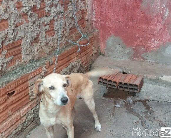 Polícia Ambiental multa mulher por maus tratos