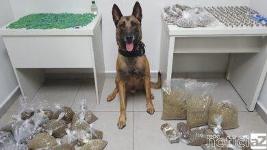 Cão da GM se destaca em ajudar na apreensão de drogas
