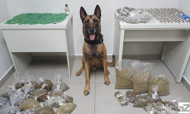 Cão da GM se destaca em ajudar na apreensão de drogas