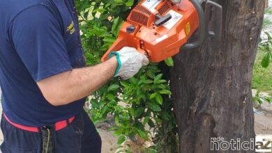 Defesa Civil faz podas preventivas