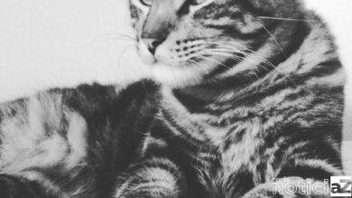 O gato tem o seu dia de comemoração