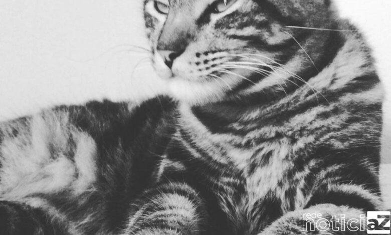 O gato tem o seu dia de comemoração