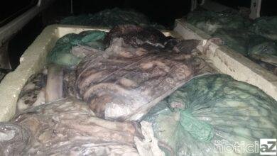 Pesca irregular rende multa superior a R$ 300 mil