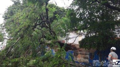 Susto: árvore de grande porte atinge escola de Jundiaí