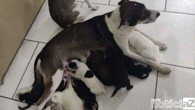 Animais sofrem maus-tratos em Cabreúva