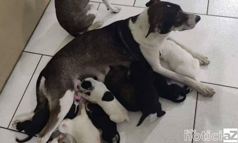 Animais sofrem maus-tratos em Cabreúva