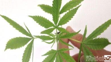 México aprova lei que legaliza a maconha