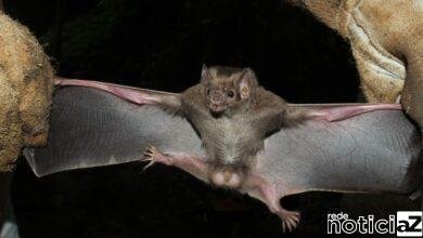 Presença de morcegos preocupam moradores de Cabreúva