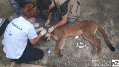 Onça-parda causa pânico em condomínio