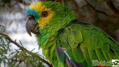 Guarda Florestal encontra papagaio em rodovia de Jundiaí