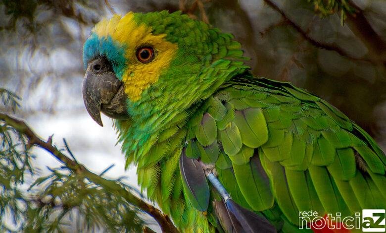 Guarda Florestal encontra papagaio em rodovia de Jundiaí