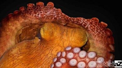 Polvo ajuda em estudo brasileiro sobre sono