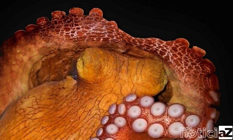 Polvo ajuda em estudo brasileiro sobre sono