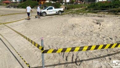 Mais uma vez, tartaruga-de-couro dá as caras em Itanhaém