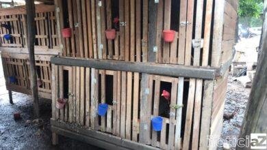 Guarda Municipal prende trio por tráfico e rinha de galos