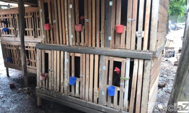 Guarda Municipal prende trio por tráfico e rinha de galos
