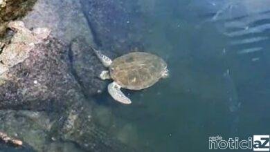 Tartaruga aparece em canal de Santos