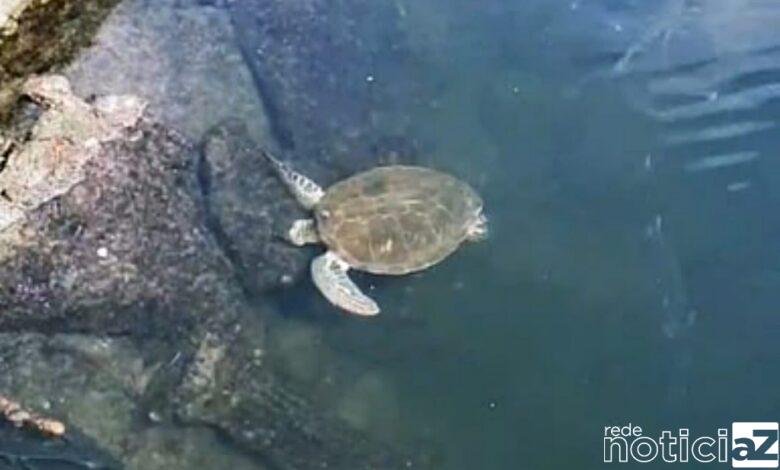 Tartaruga aparece em canal de Santos