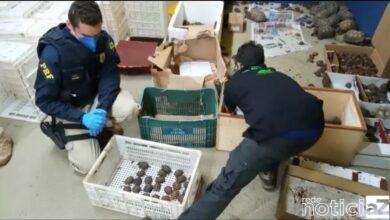 Animais silvestres são resgatados dentro de ônibus