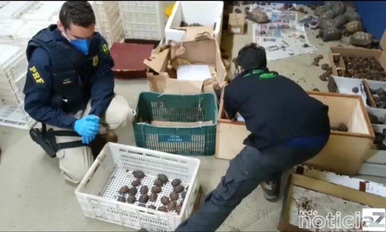 Animais silvestres são resgatados dentro de ônibus