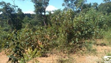 Polícia Ambiental aplica multa superior a R$ 2 mil por degradação