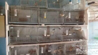 Ambiental multa em mais de R$ 17 mil por manter aves em cativeiro