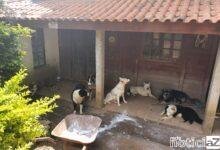 Maus tratos a cães geram multa de R$ 87 mil