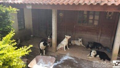 Maus tratos a cães geram multa de R$ 87 mil