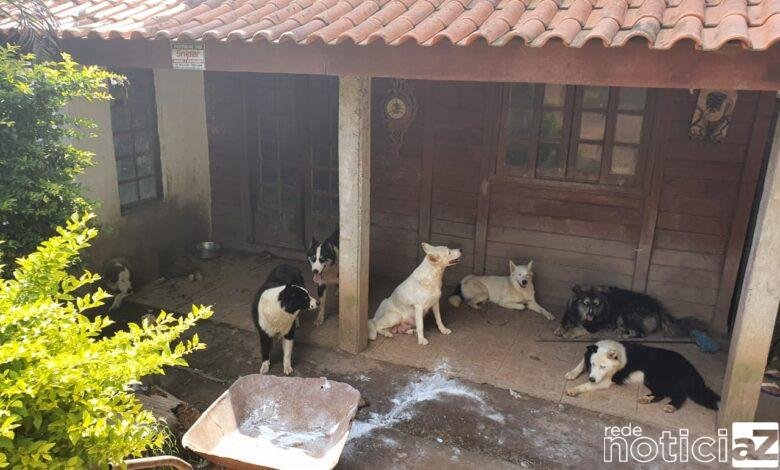 Maus tratos a cães geram multa de R$ 87 mil