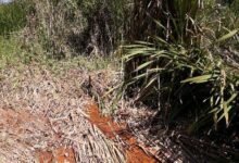 Polícia Ambiental combate devastação de mata em Jarinu